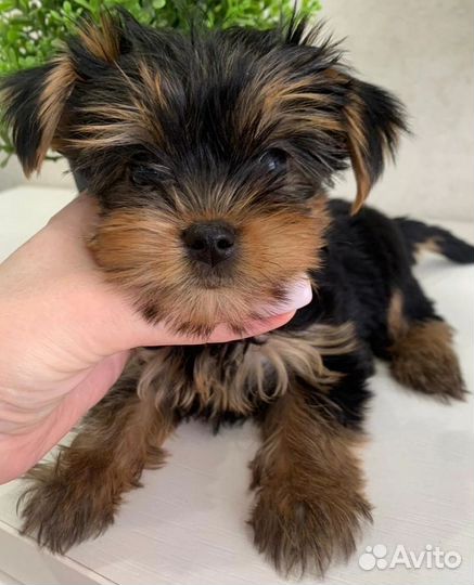 Девочки мини и стандарт