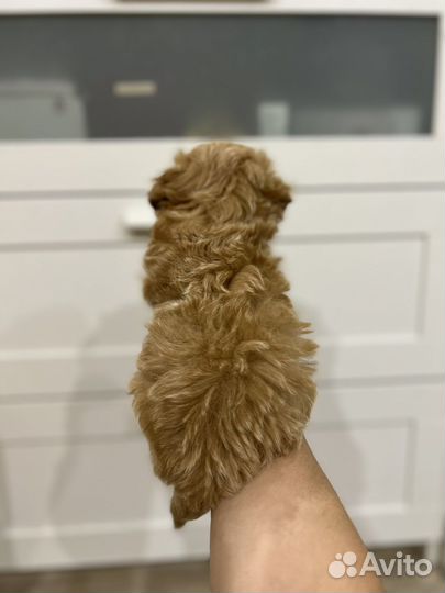 Мальтипу f1 mini