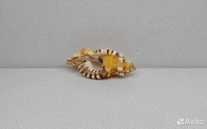 Циматиум Лоториум 12,8 морская ракушка раковина