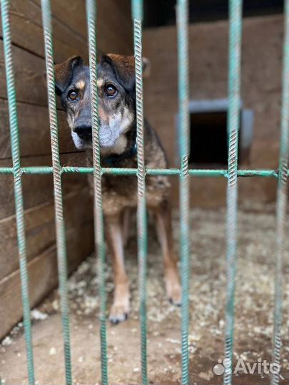 Она умрёт в приюте, так и не увидев другой жизни