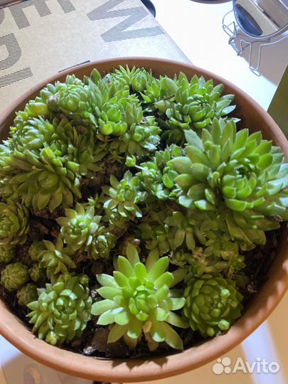 Эхеверия каменная роза