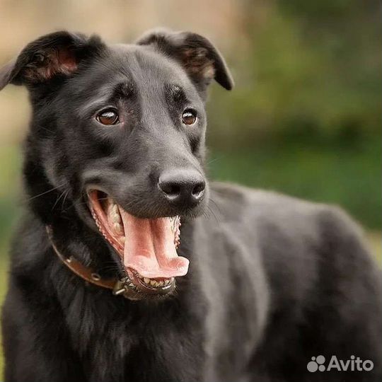 Брут ищет любящую семью