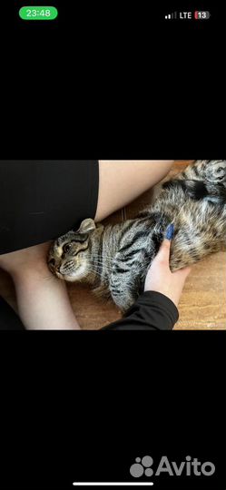Кот в добрые руки