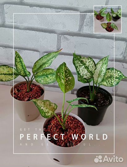 Комнатные растения