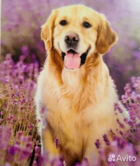 Алмазная мозаика на подрамнике 30*40 Сова