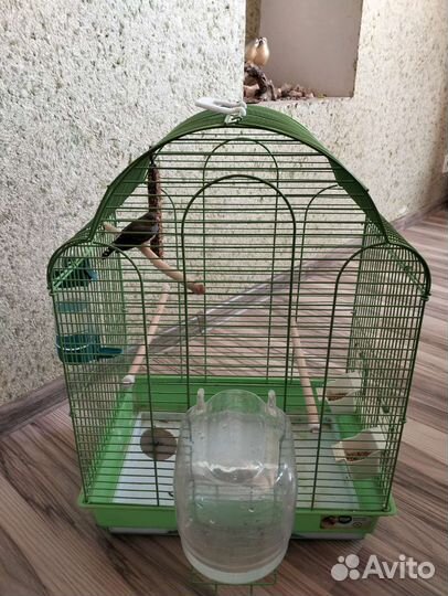 Зебровый амадин с клеткой