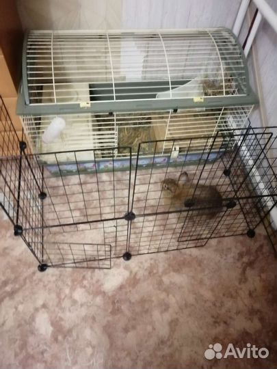 Клетка и вольер