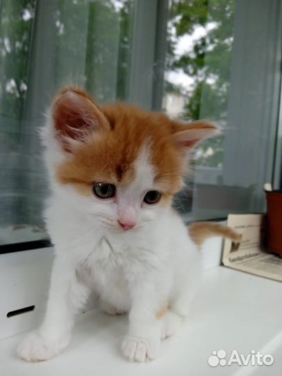 Милые котята