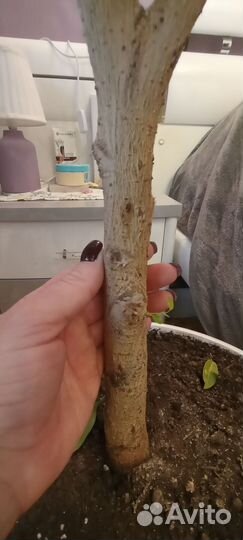 Бенджамина фикус 2метра