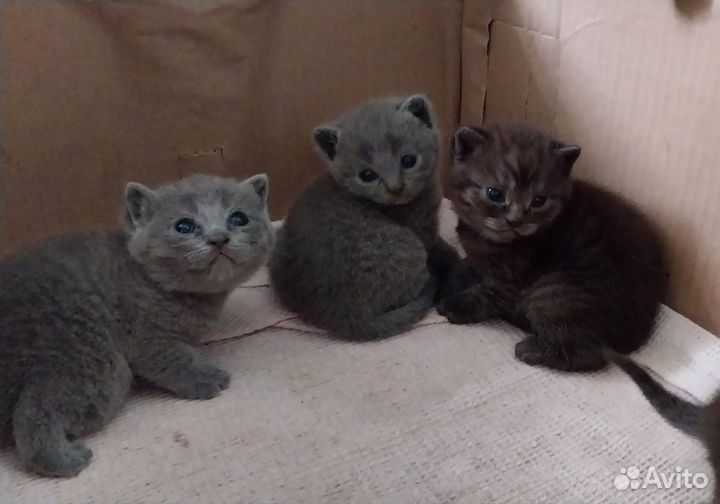 Британские котята