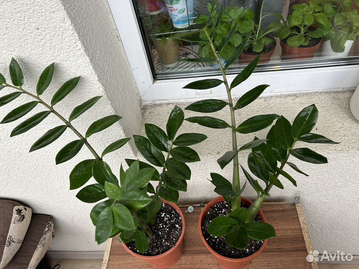 Замиокулькас