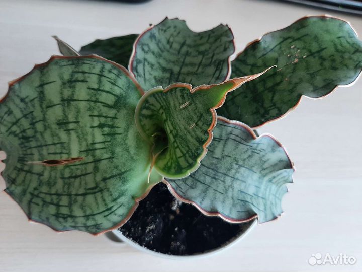 Сансевиерия Стар Грин Гранит