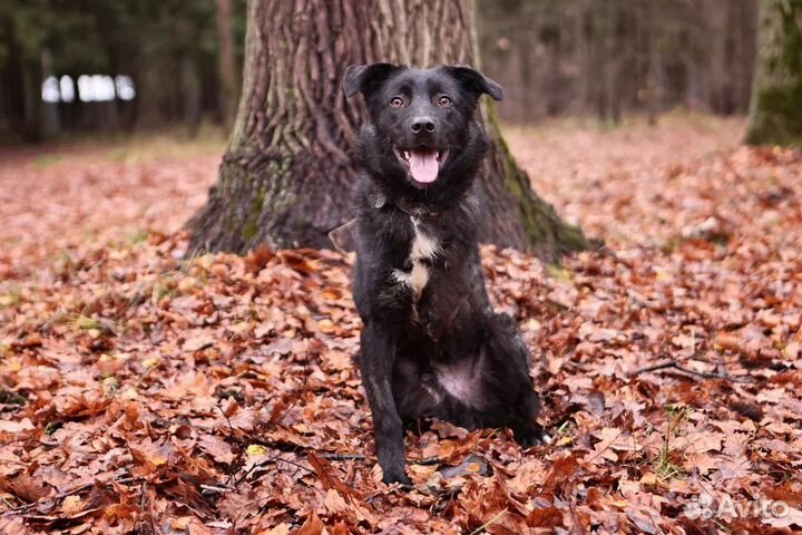Собака в дар