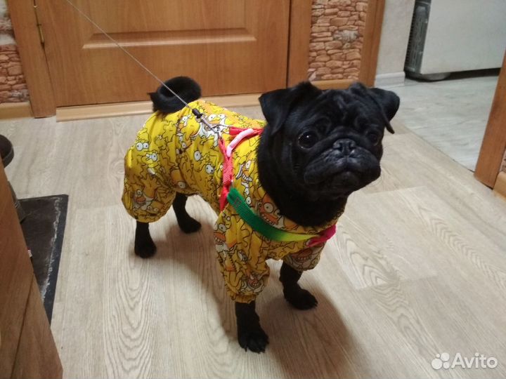 Костюмчик для собаки