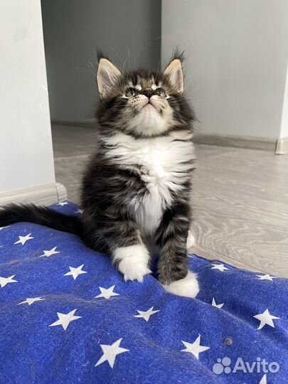 Котята мейн-кун