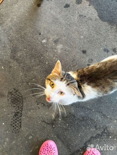 Кошка