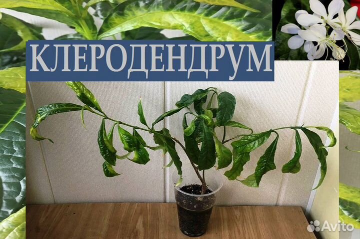 Алоэ,бальзам,цимбидиум,аргирант,дуранта,хойя,клеро