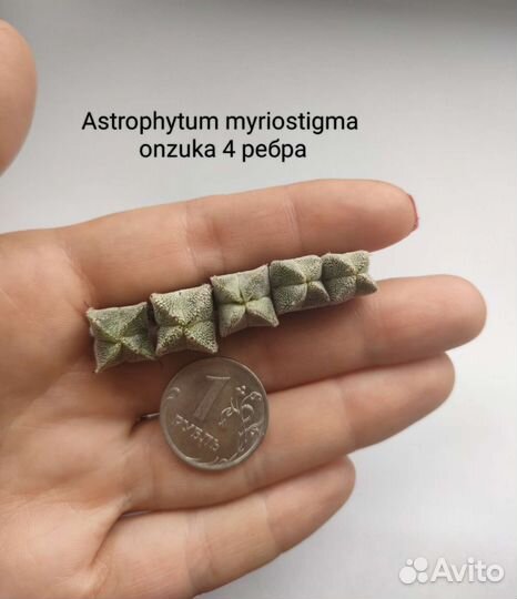 Кактусы Astrophytum