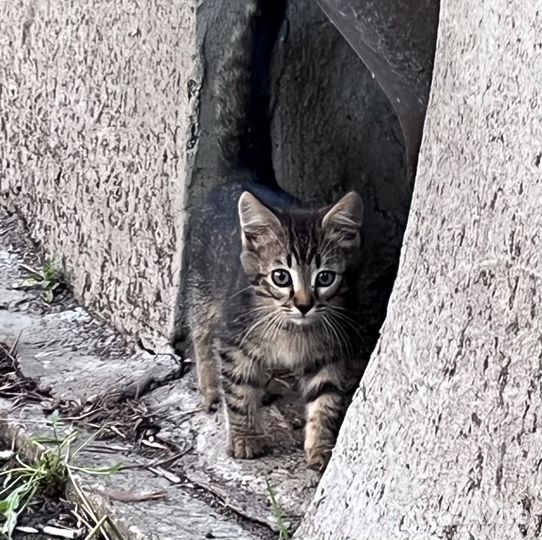 Кошка с котенком