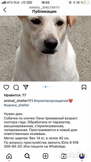 Собачули из приюта лазаревское. Доставка