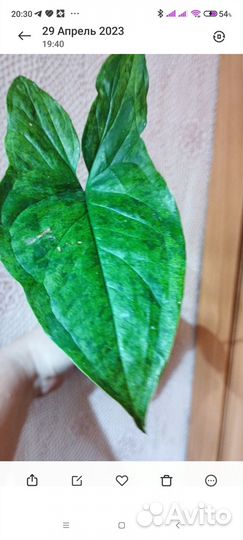 Синг, сциндапсусы,замиокулькас Давон, Равен,Минт