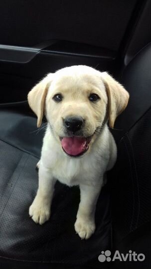 Вязка Лабрадора