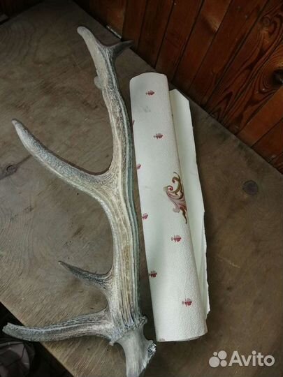 Рога германской косули