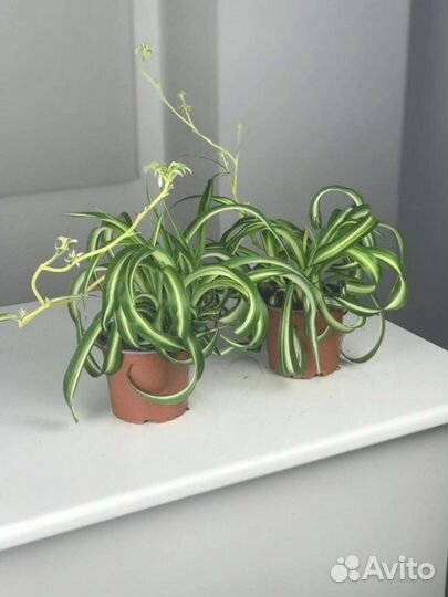 Хлорофитум (2 сорта)