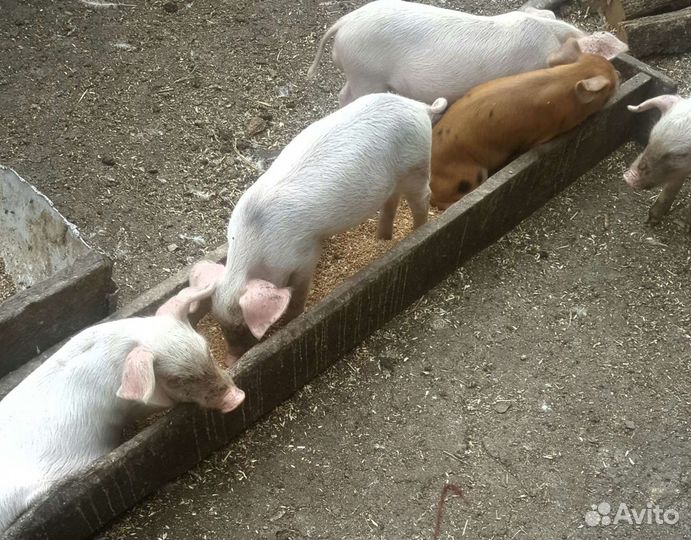 Поросята