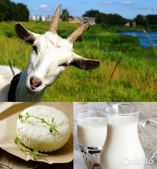Козье молоко. Козлята. Козы