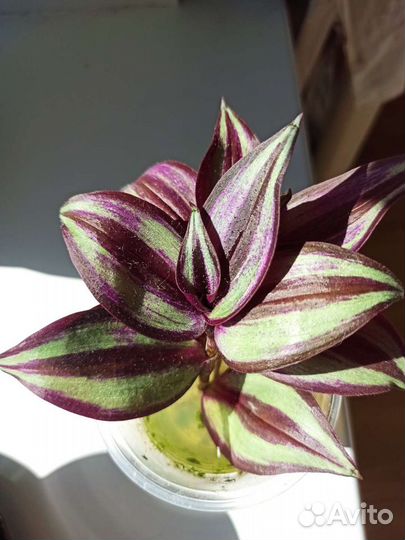 Традесканция зебрина целое растение