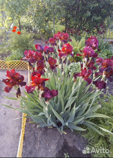 Ирисы бородатые