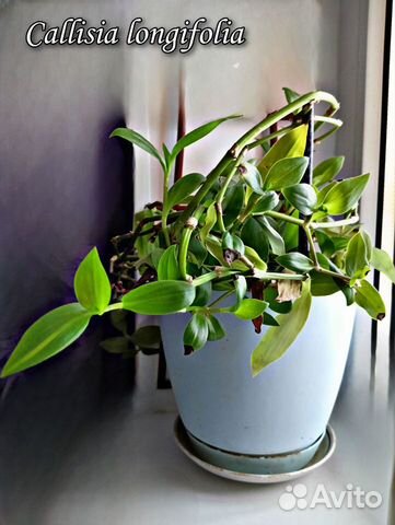 Растение традесканция Callisia longifolia