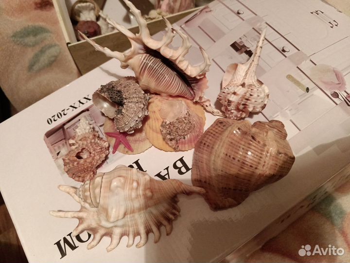 Морские ракушки