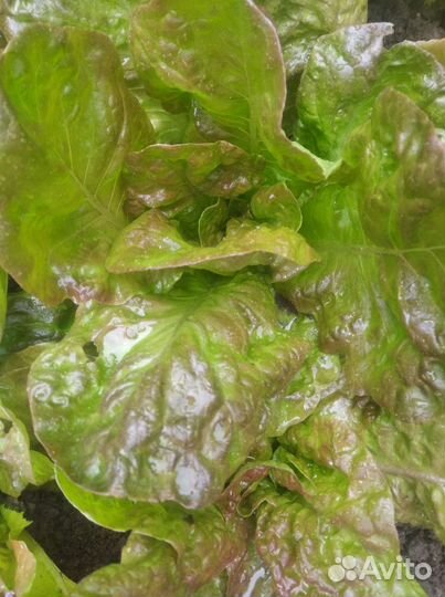 Свежая зелень прямо с грядки