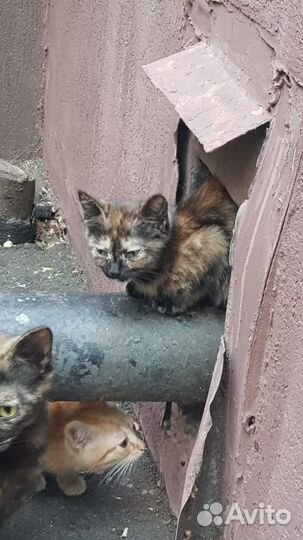 Котята в добрые руки бесплатно