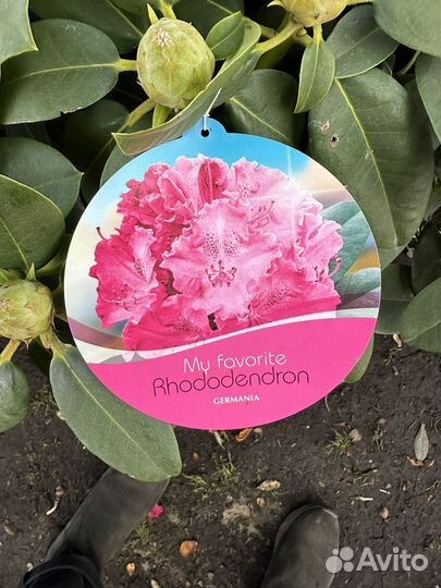 Рододендрон