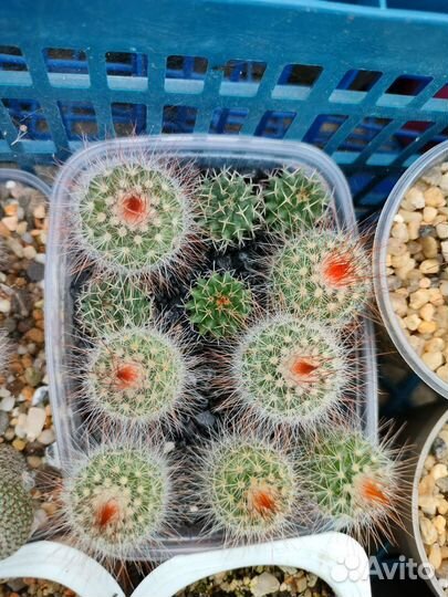 Кактус Mammillaria spinosissima cv. super red