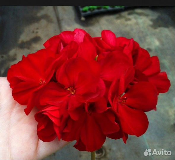 Пеларгонии сортовые