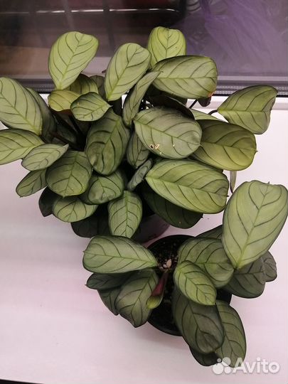 Ктенанта Амагрис/ Ctenanthe Amagris