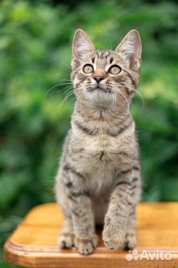 Замурррчательный котенок в добрые руки с доставкой