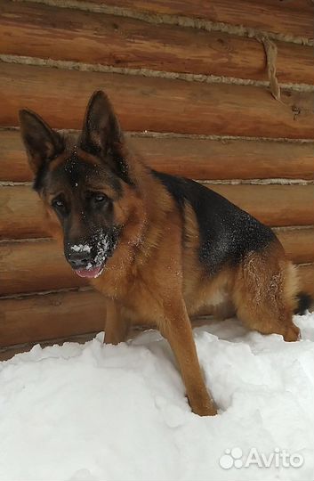 Вязка