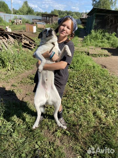 Метис лайки Шуртк