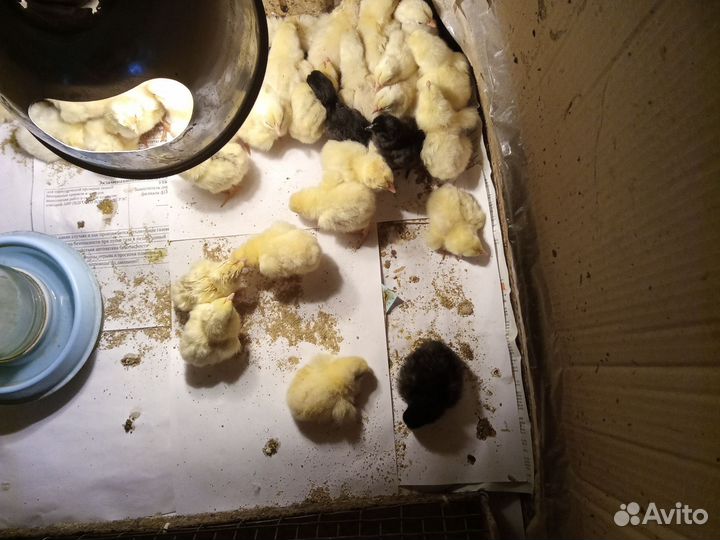 Цыплята суточные Загорская Лососевая