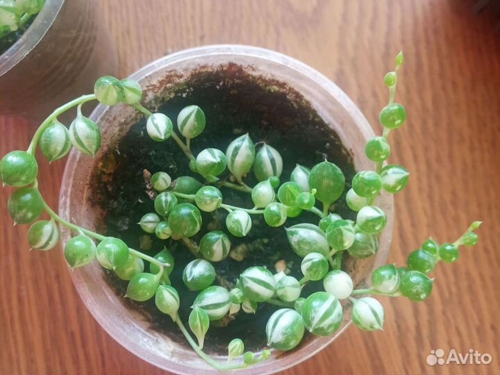 Крестовник роули вариегатный