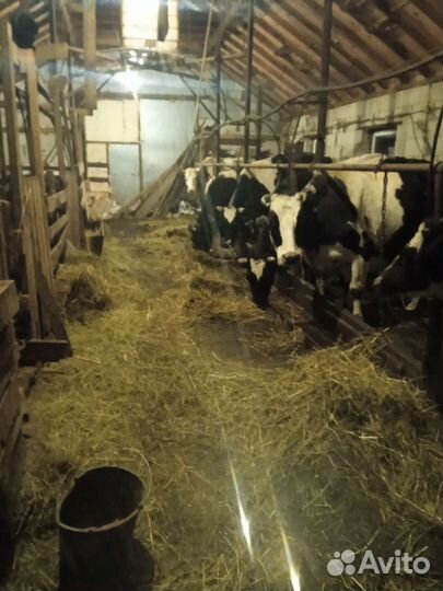 Ферма, участок