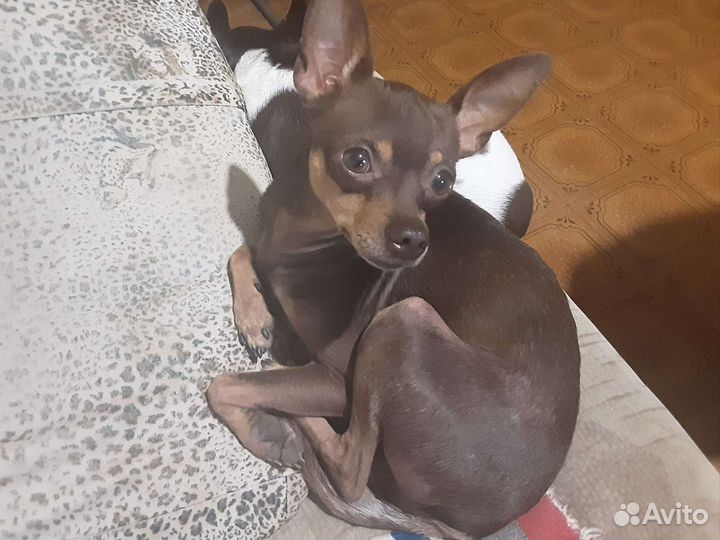 Той-терьеры. Вязка