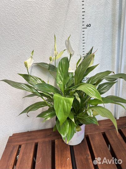Спатифиллум беллини