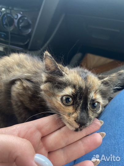 Котенок девочка в добрые руки