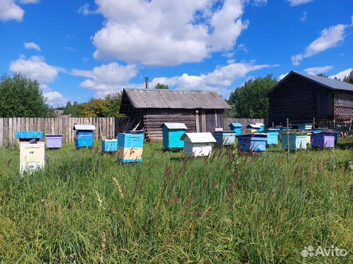 Пчёлы. Продажа пчелосемей с ульями